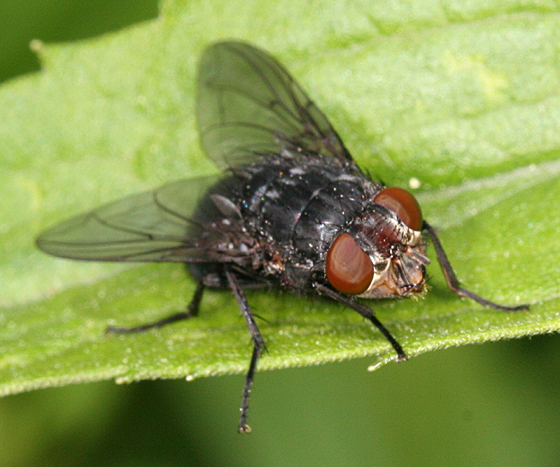 Calliphora vicina